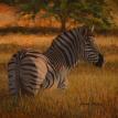 Kapama - Zebra Study